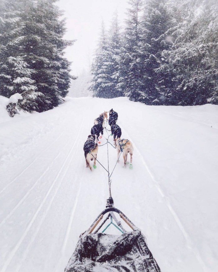 Pont of view image showing a dog sled team gliding across a winter trail