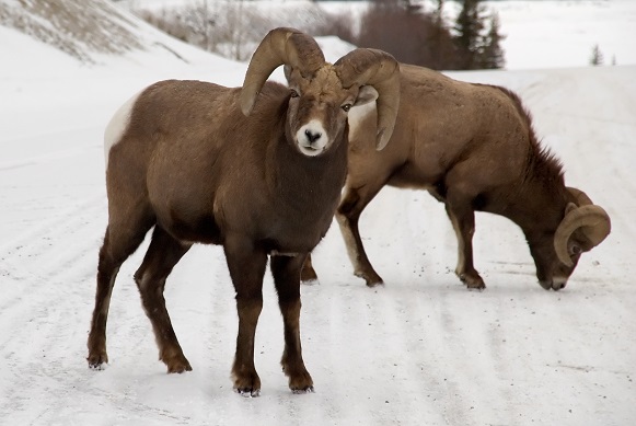 Marmot Basin Wildlife 15 Percent