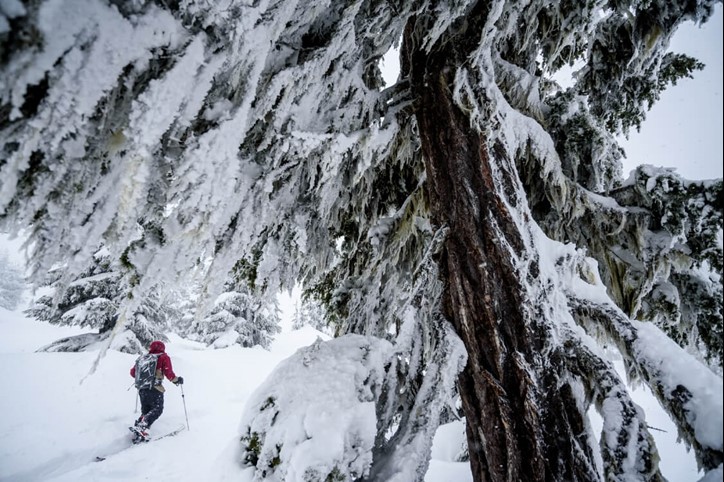 Man hiking through backcountry glades on an ascent