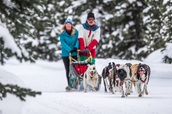 Couple enjoying an authentic dog sled tour at Big White