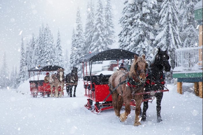 Horse-drawn carriage for sleigh rides in SilverStar