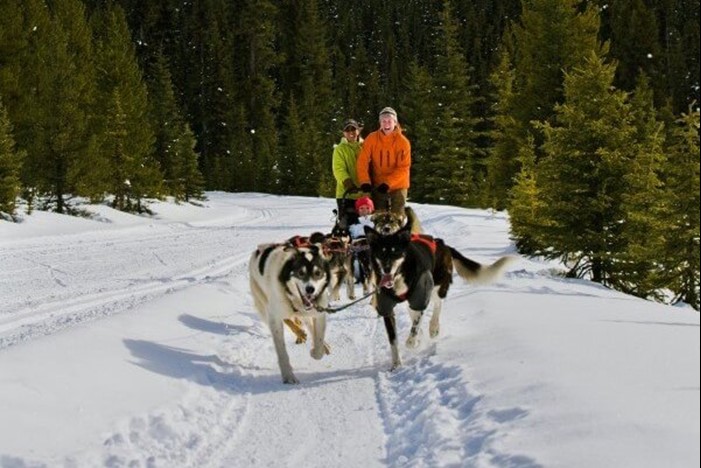 Couple on a dog sled tour in Banff National Park