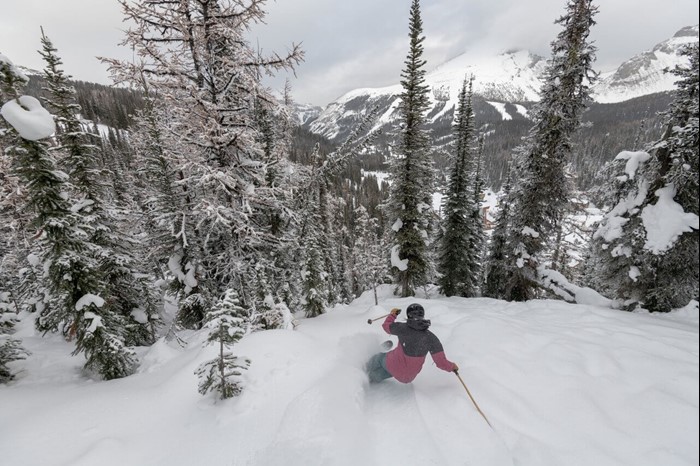 Skiing in fresh powder at Banff and Lake Louise