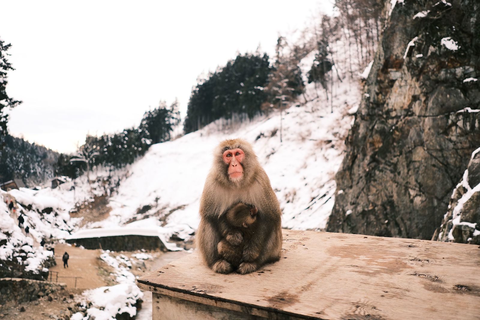 Japan_snow monkey.jpg